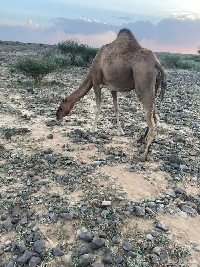ناقه حمرا دهما للبيع 0