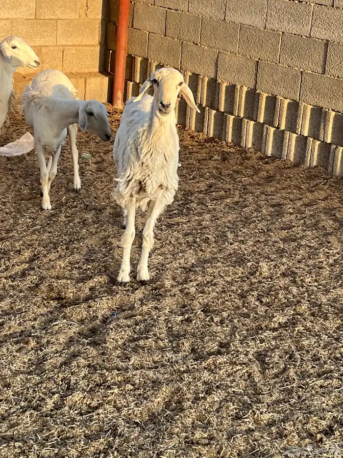 رخال حريات ذبايح 1