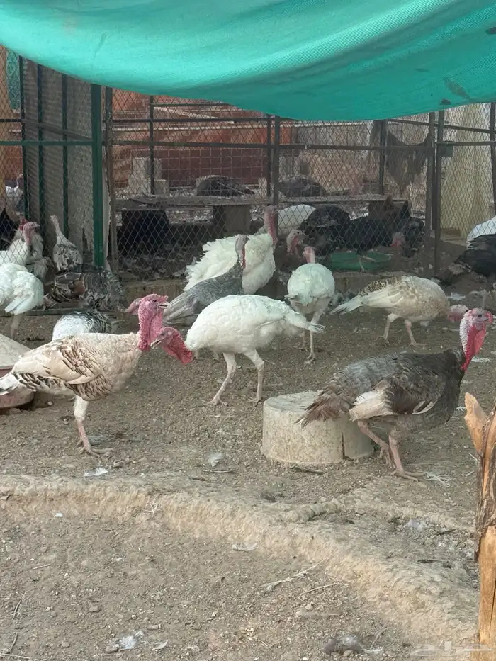 دجاج رومي 2
