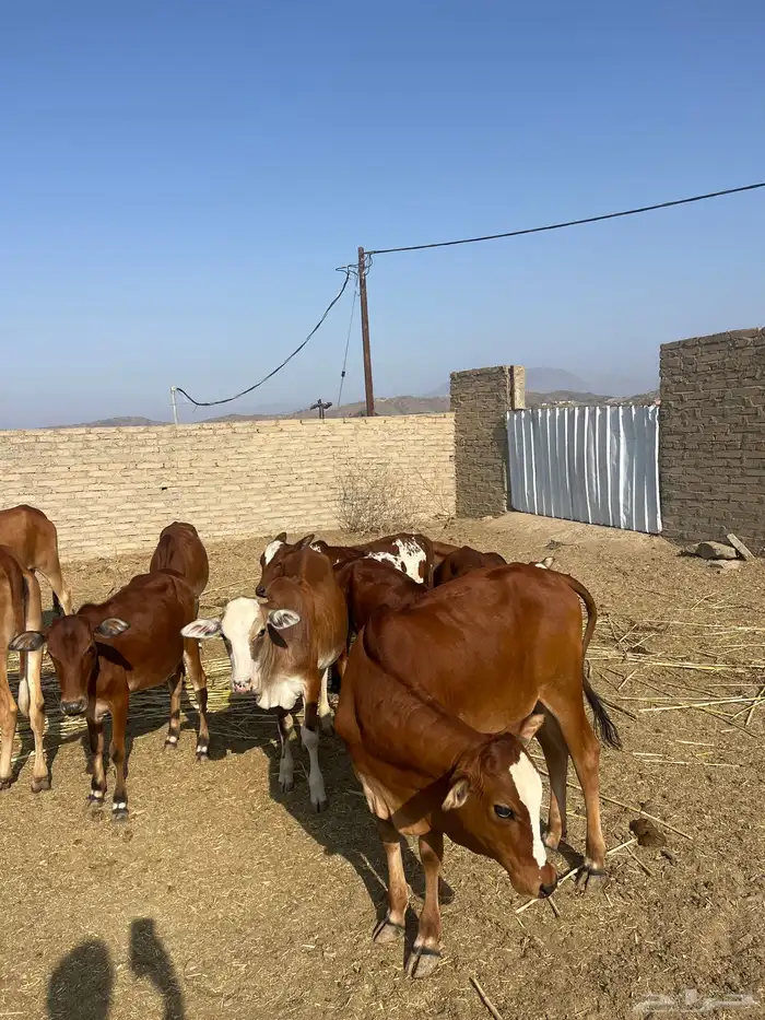 حسلان. بلدي. طيبه 0