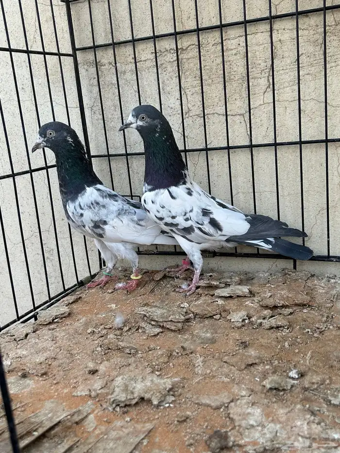 حمام باكستاني 3