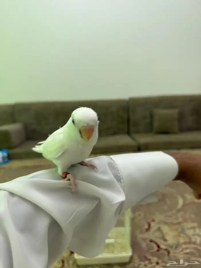 فرخ روز البينو عيون حمرا 7
