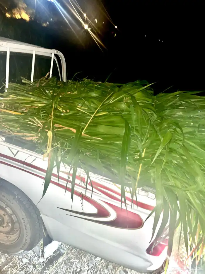 علف بونيكام رجال المع الحبيل الحزمة ريال ونص فقط 2