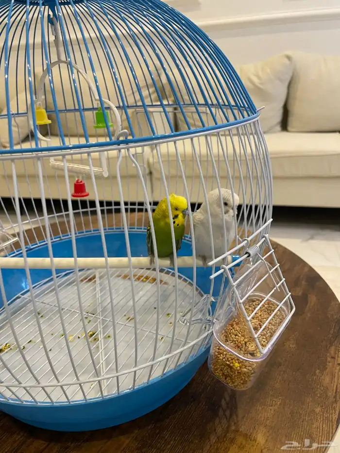 طيور الحب ثنين جوزين مع قفص كبير 0