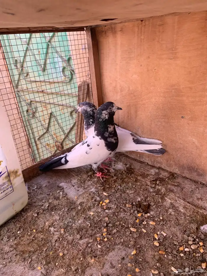 للبيع حمام باكستاني بيور شرط مطيار 1
