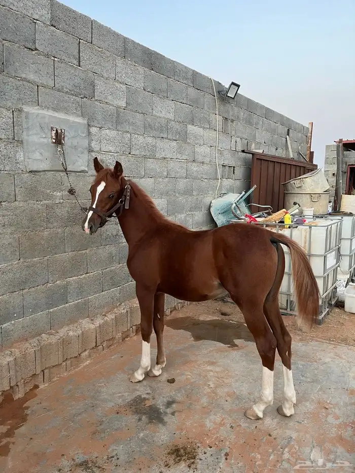 مهر شعبي 1
