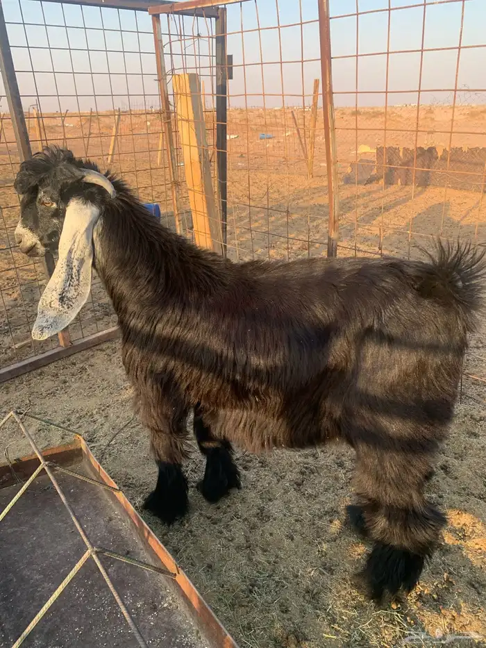 تيس عارضي طيب 4