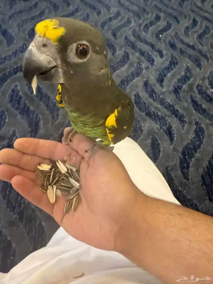 للبيع ذكر ببغاء المائر 3