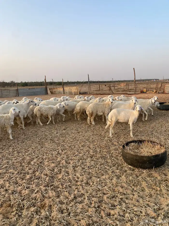 لبيع حريات عدد 55 راس 5