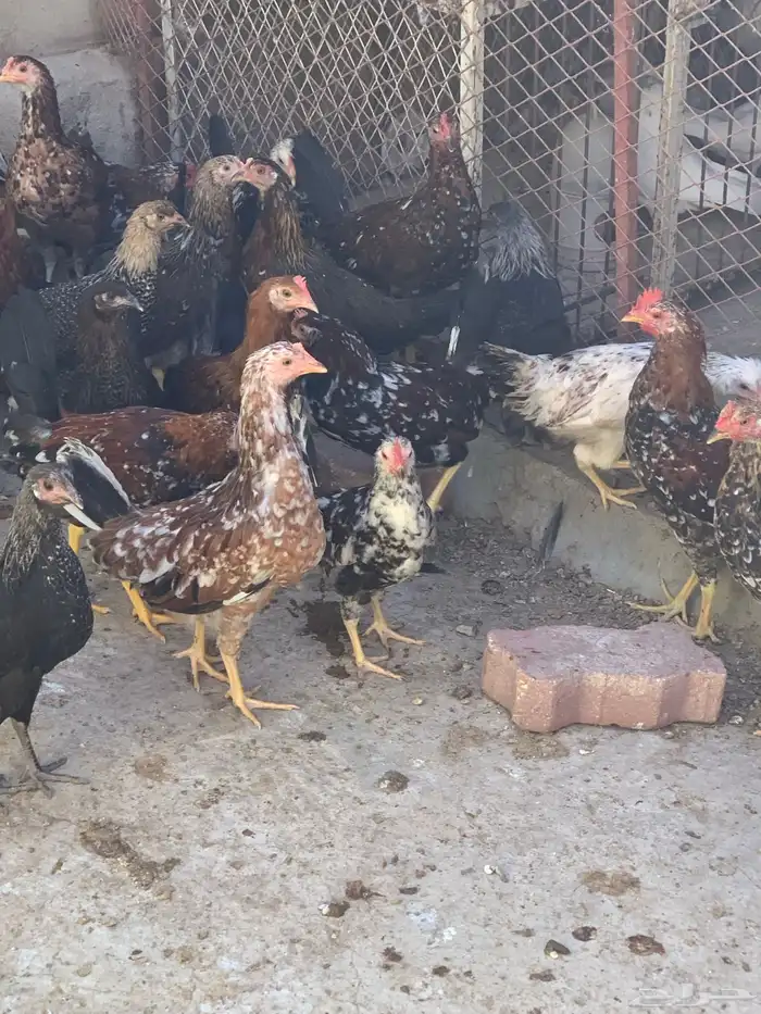 فروخ دجاج بلدي اصيل مشكل( تم البيع ) 5