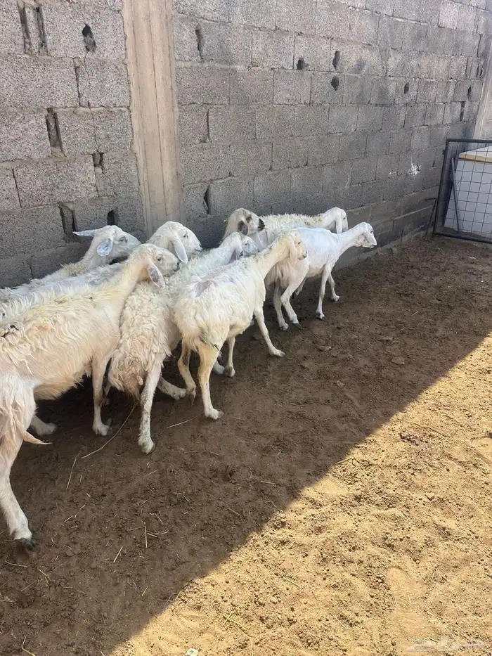 حريات 2