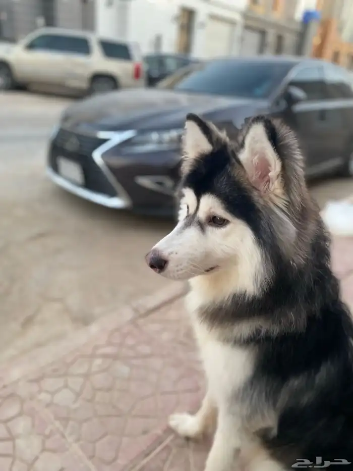 للبيع كلب هاسكي بيور اصيل 6
