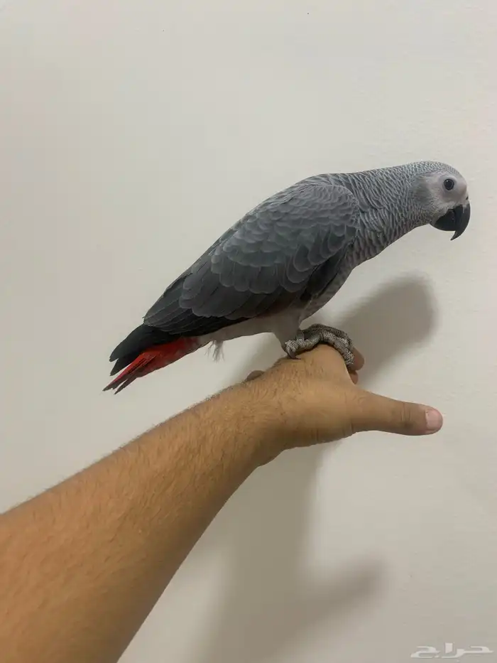 للبيع. فروخ كاسكو. 12