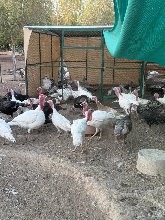 دجاج رومي 4