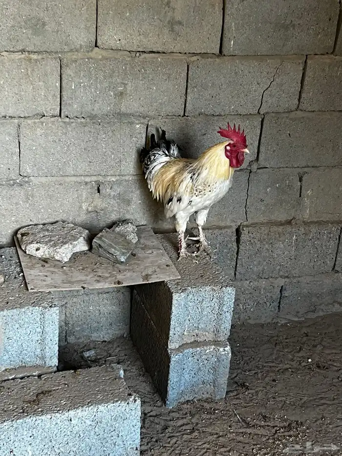 ديك تركي 0