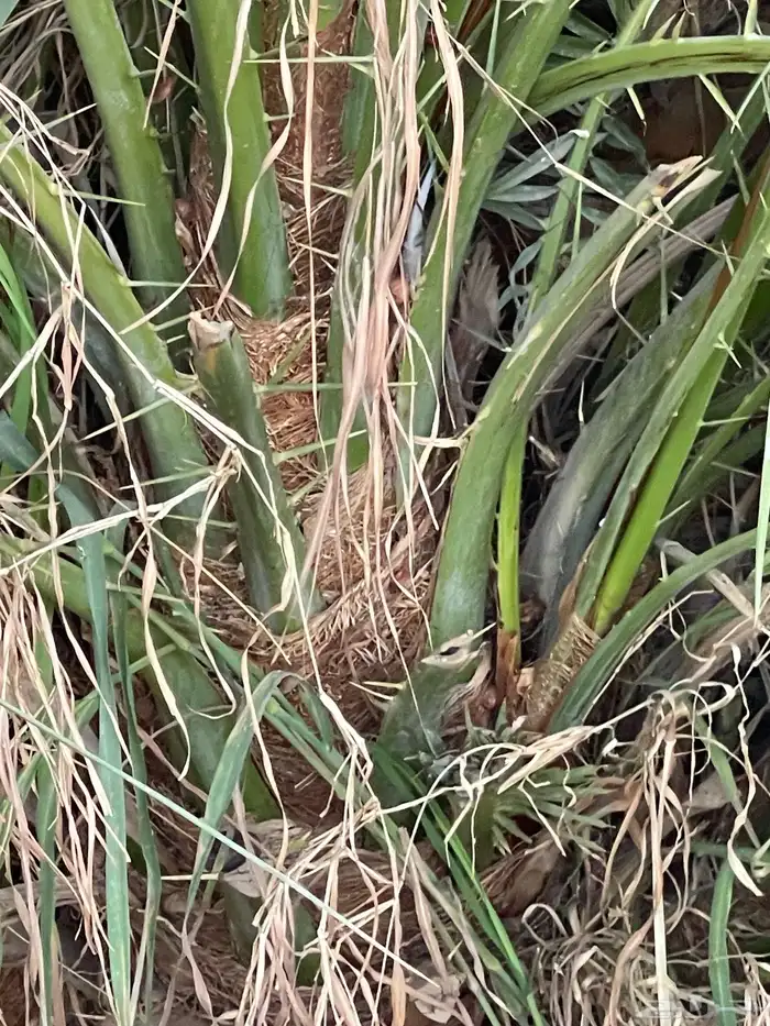 صنية للبيع  صفاري  عجوى   مجدول   برني العيص   شلبي 0