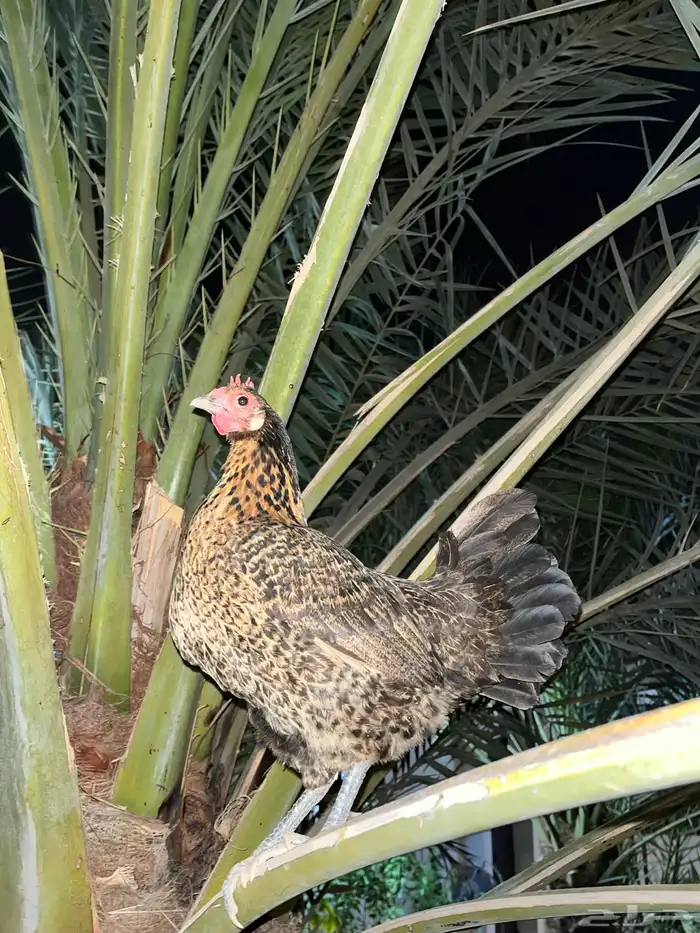 ديك و دجاجه 0