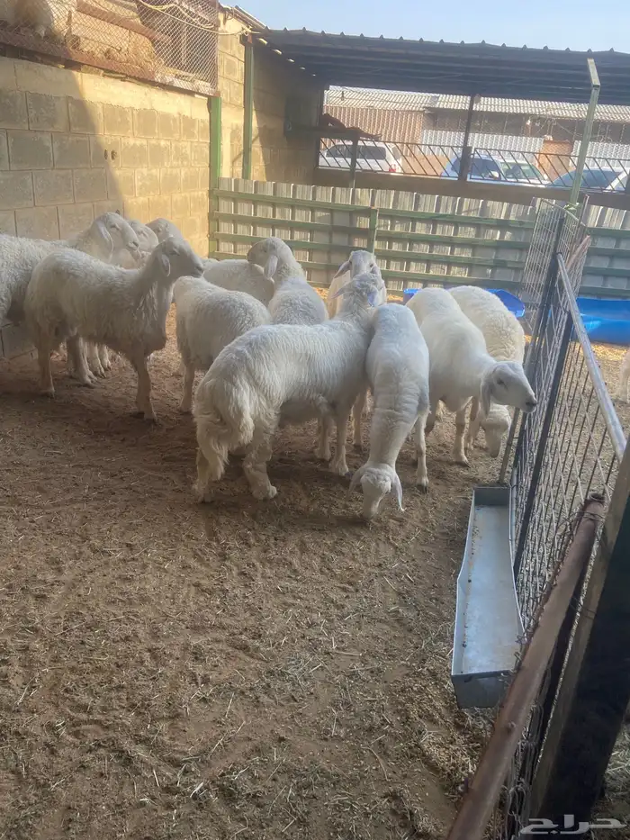 ذبائح طليان 1