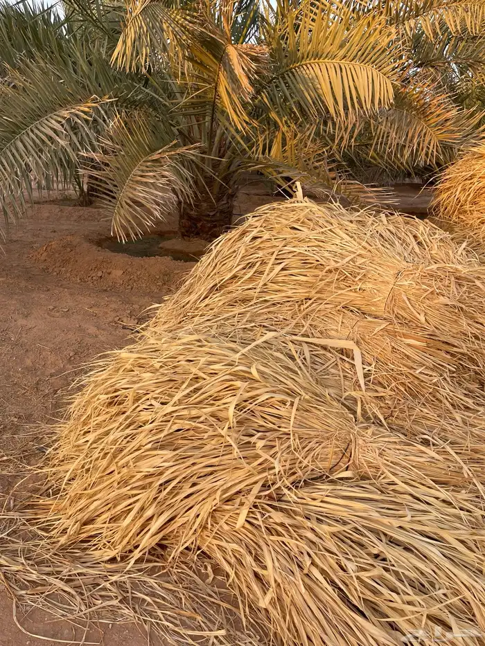 علف بونيكوم ناشف 1