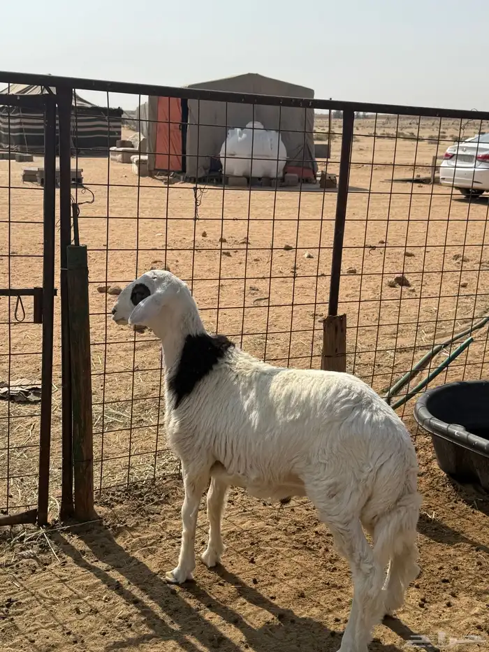 خروف طيب ونظيف 0