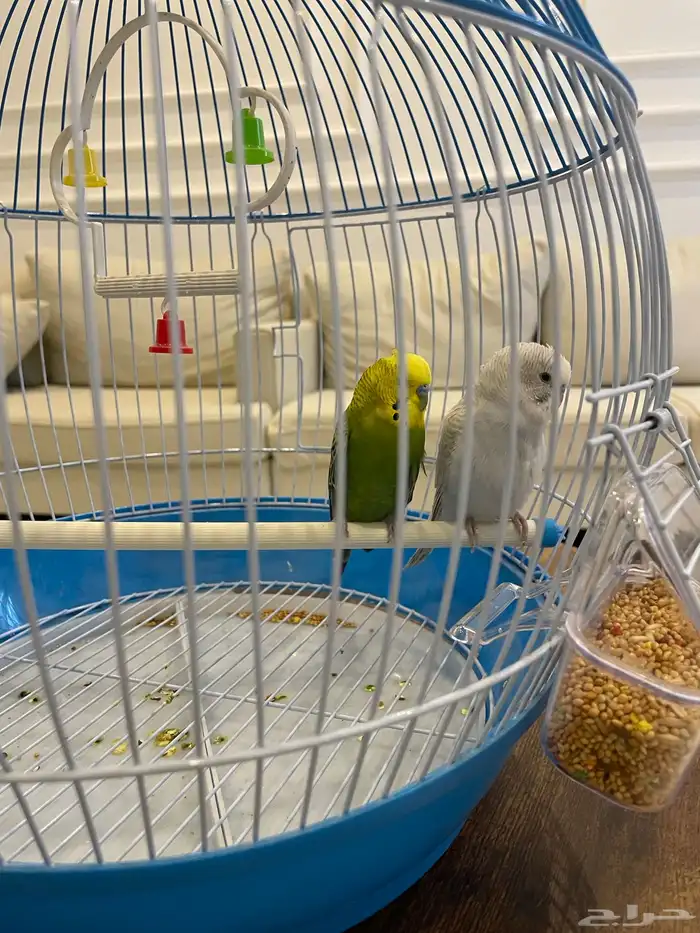 طيور الحب ثنين جوزين مع قفص كبير 2