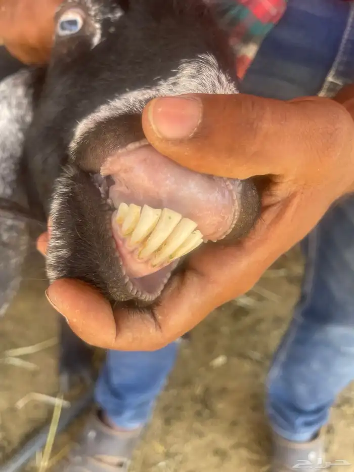 معزاء 3