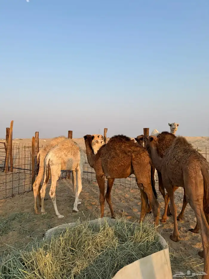 حشو وضح ومجاهيم جمله وتفريد 0