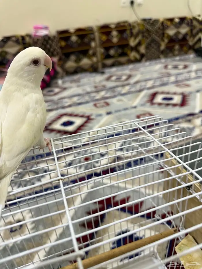 ذكر روز البينو أليف 3