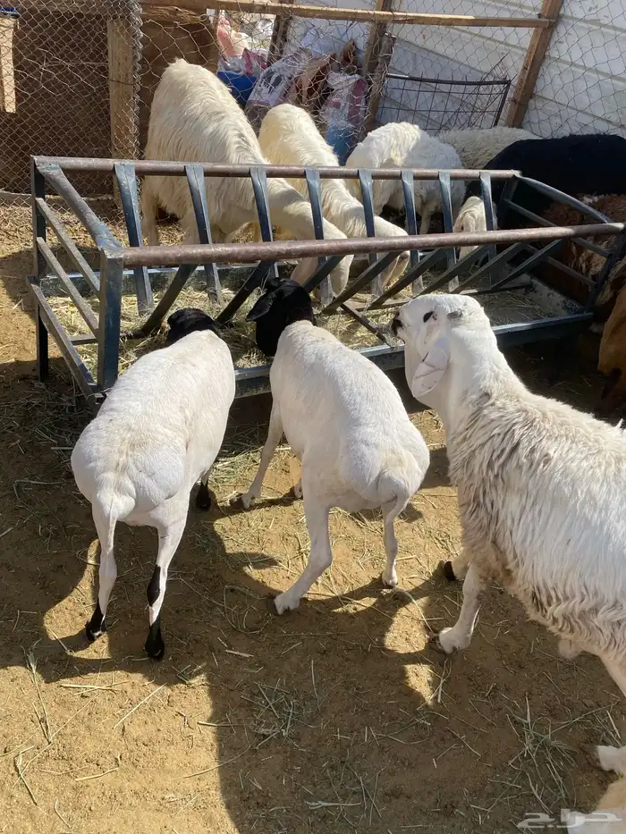خرفان برابر مرابي 0