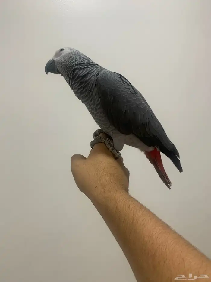 للبيع. فروخ كاسكو. 11