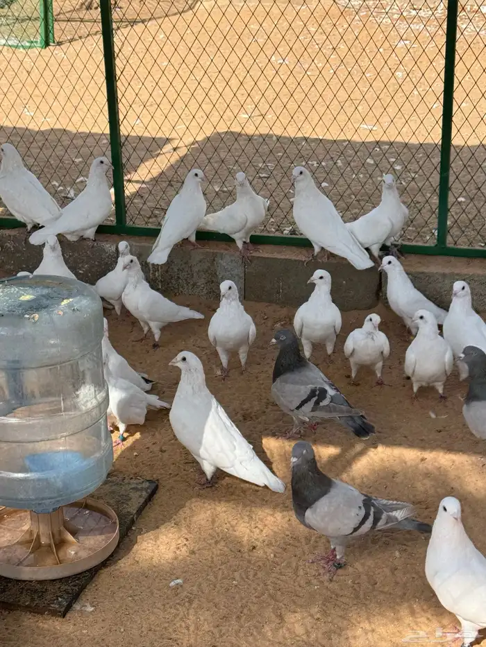 حمام فرنسي ذكور. فقط 1