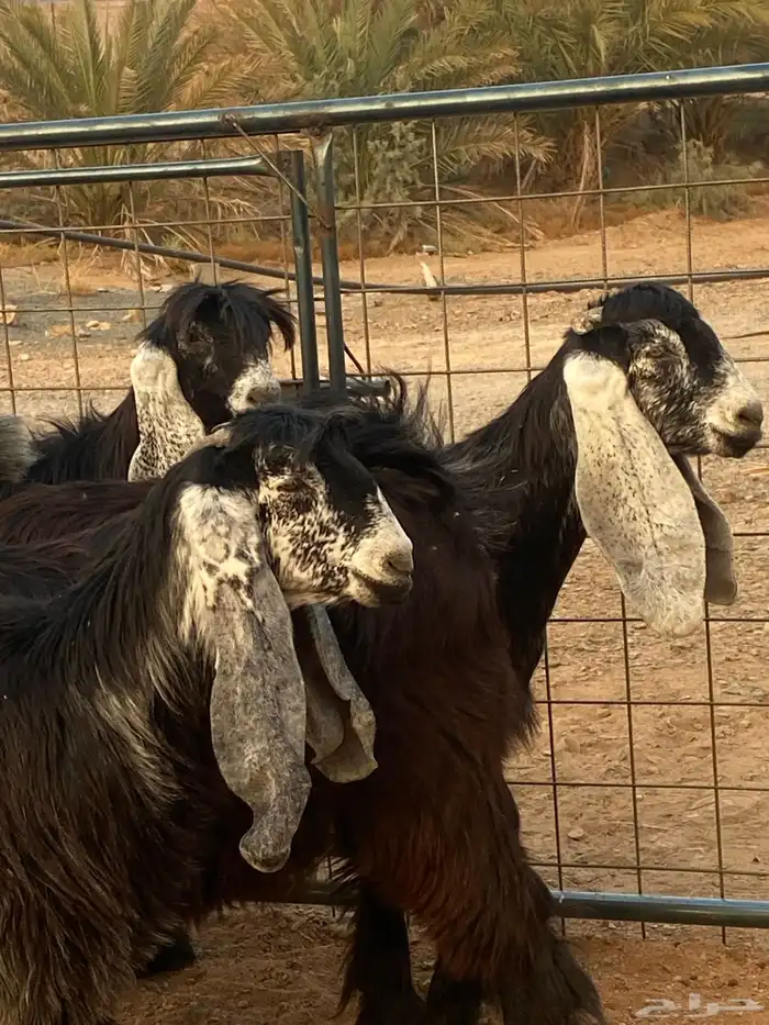 معزا عوارض صنف جفار(تم البيع) 0