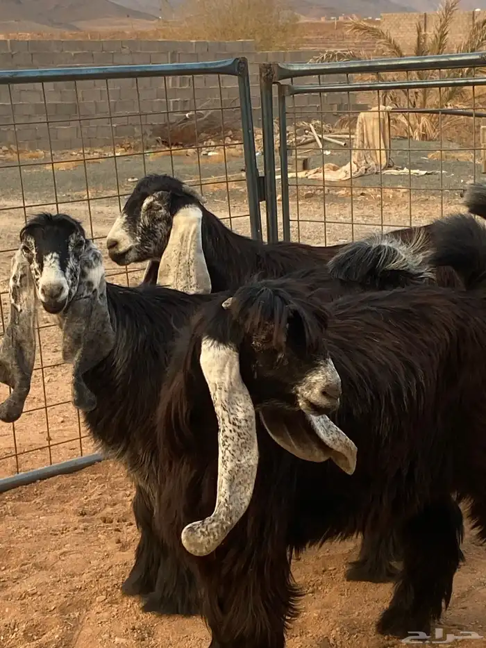 معزا عوارض صنف جفار(تم البيع) 15