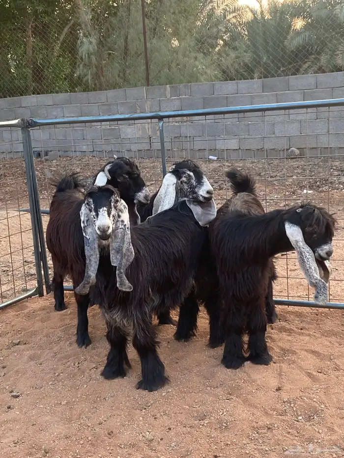 معزا عوارض صنف جفار(تم البيع) 8