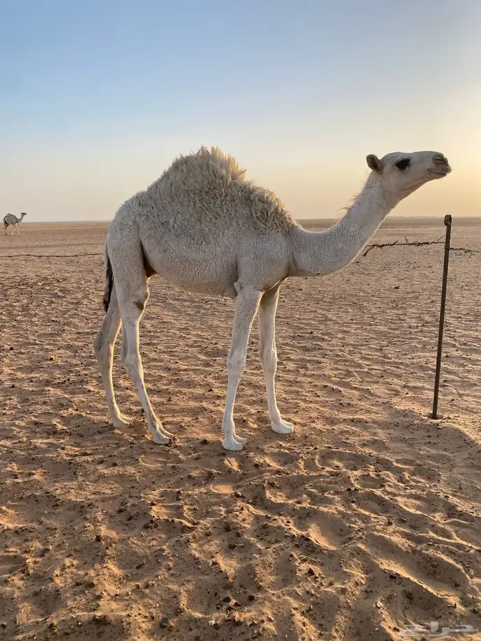للبيع قعود و بكره 0