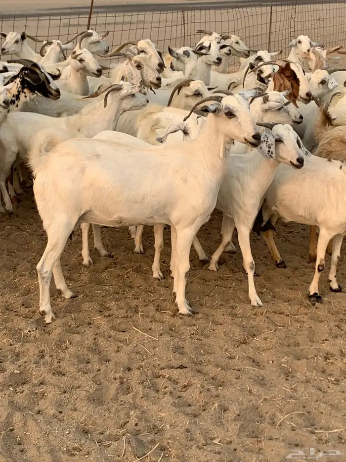 للبيع معزا بيشيات مواليد ودفيع 1