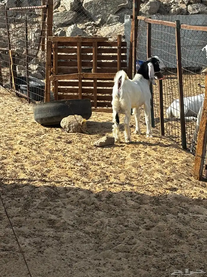 الشميسي طريق الخواجات 0