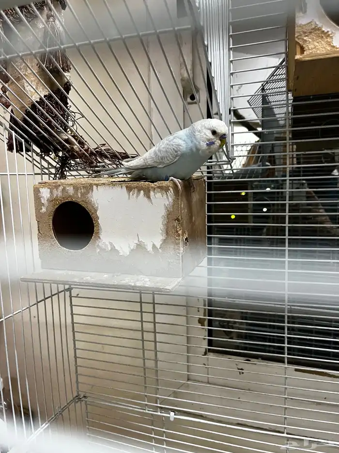 Australia parrot 1