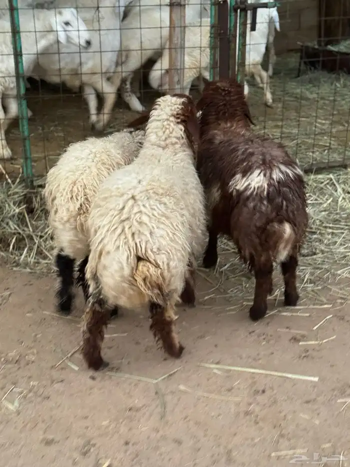 رخال نعيمية 1