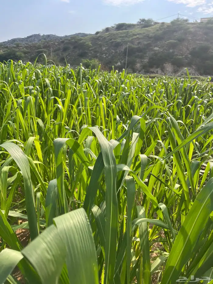 علف بونيكام الحزمة بريال ونص فقط 3