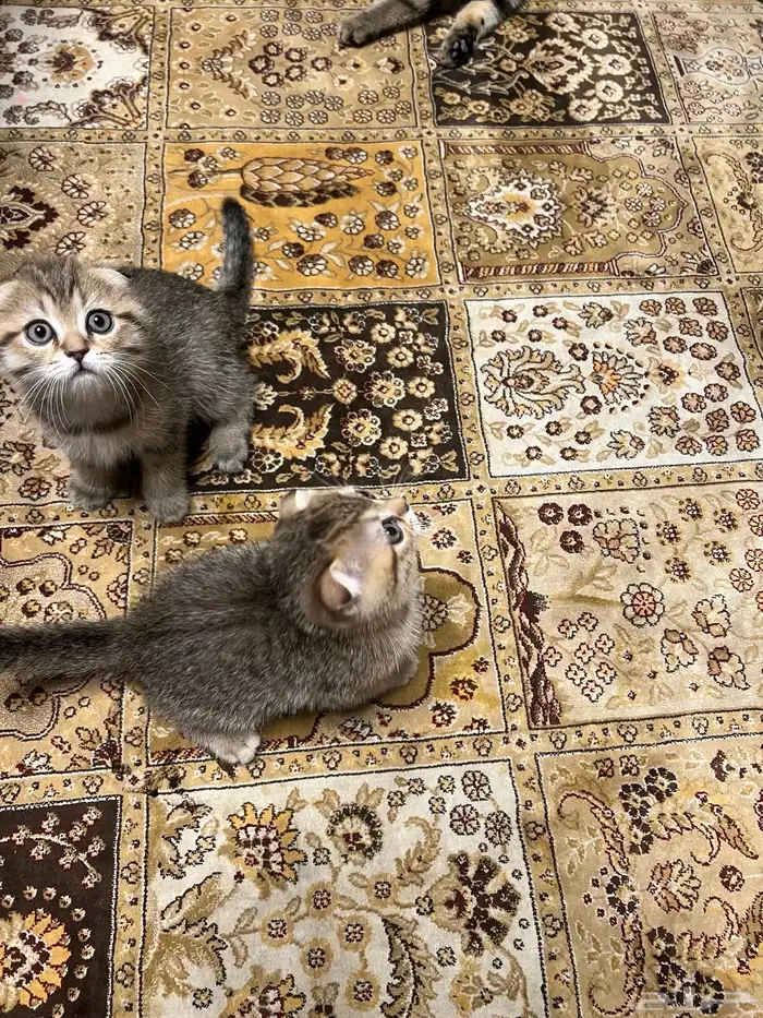 سكوتش فولد كيتن 2