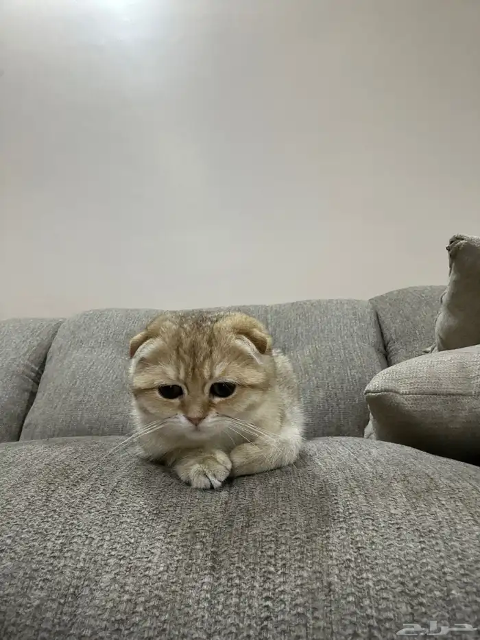 سكوتش فولد بيور للبيع 1