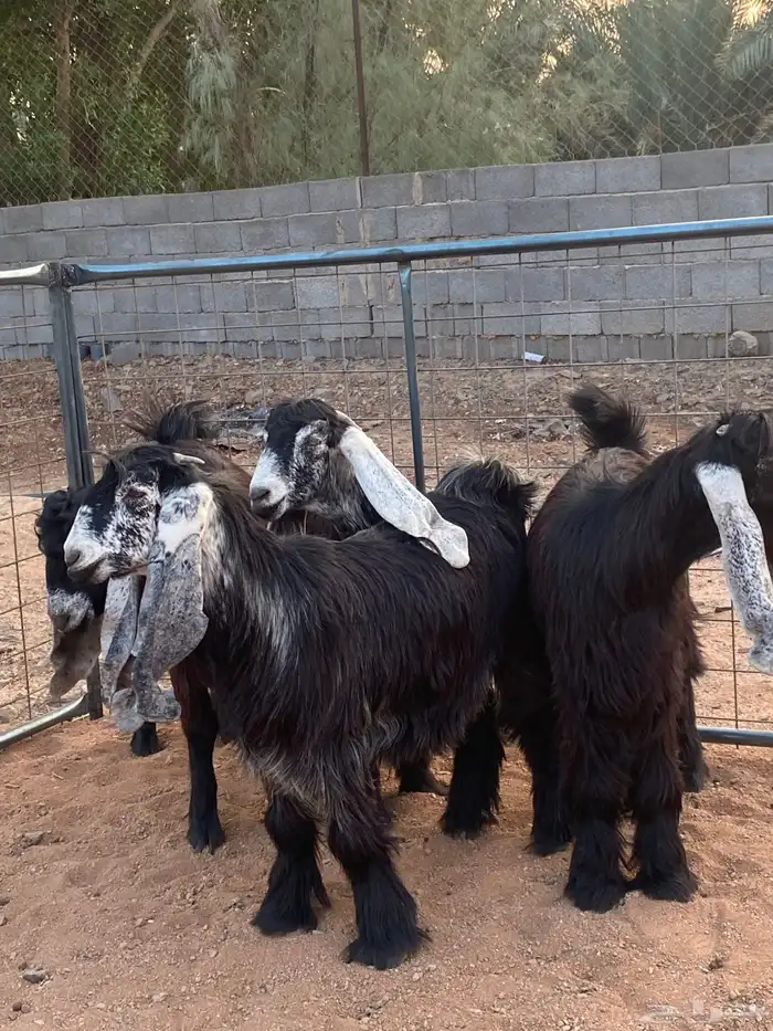 معزا عوارض صنف جفار(تم البيع) 1