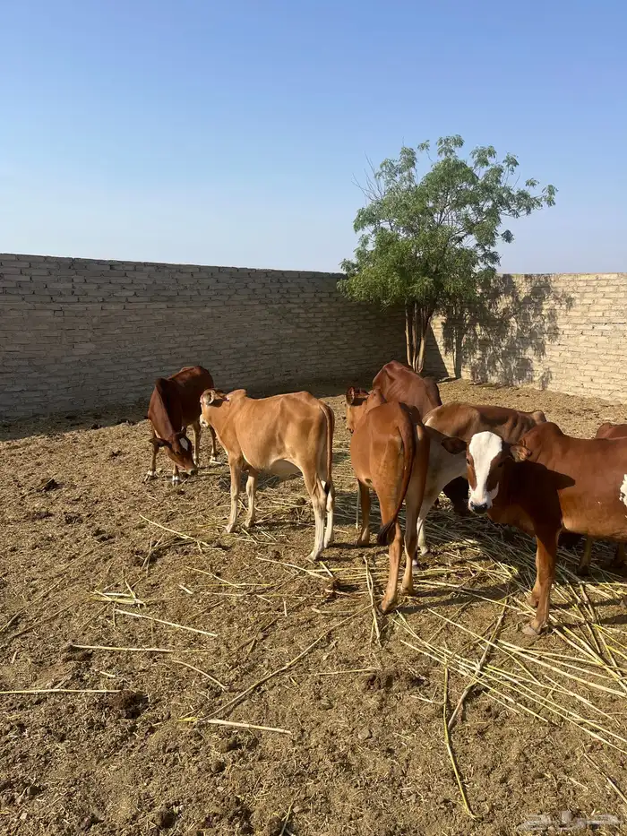 حسلان. بلدي. طيبه 2