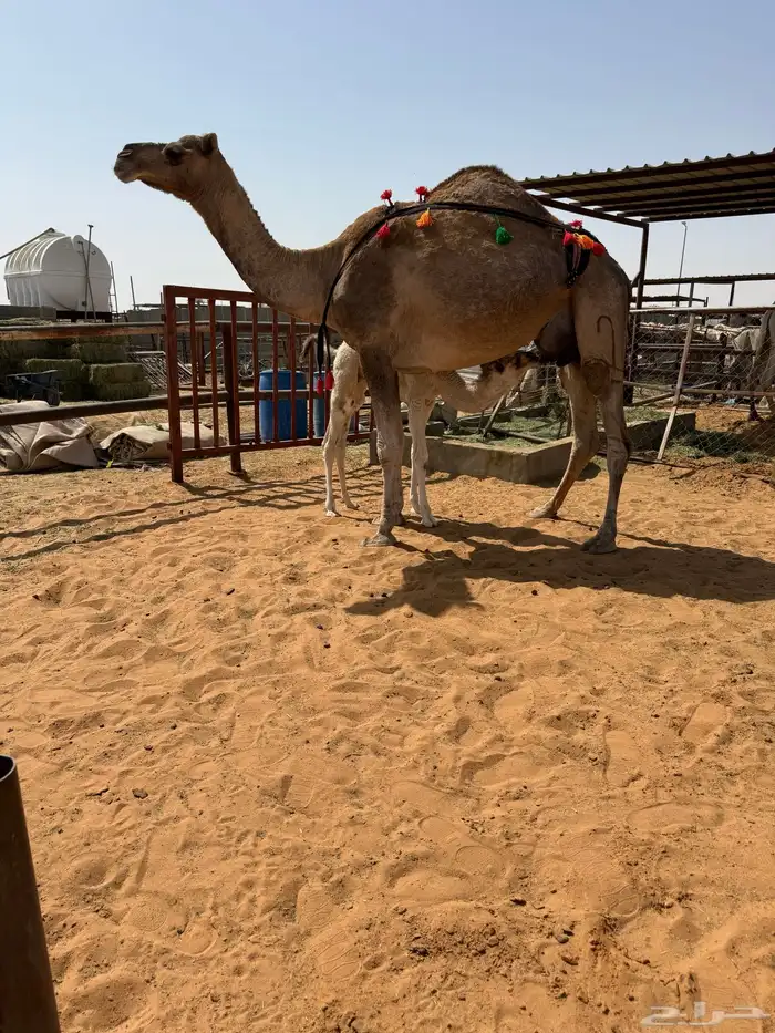 خلفه حمرا مصغر 1