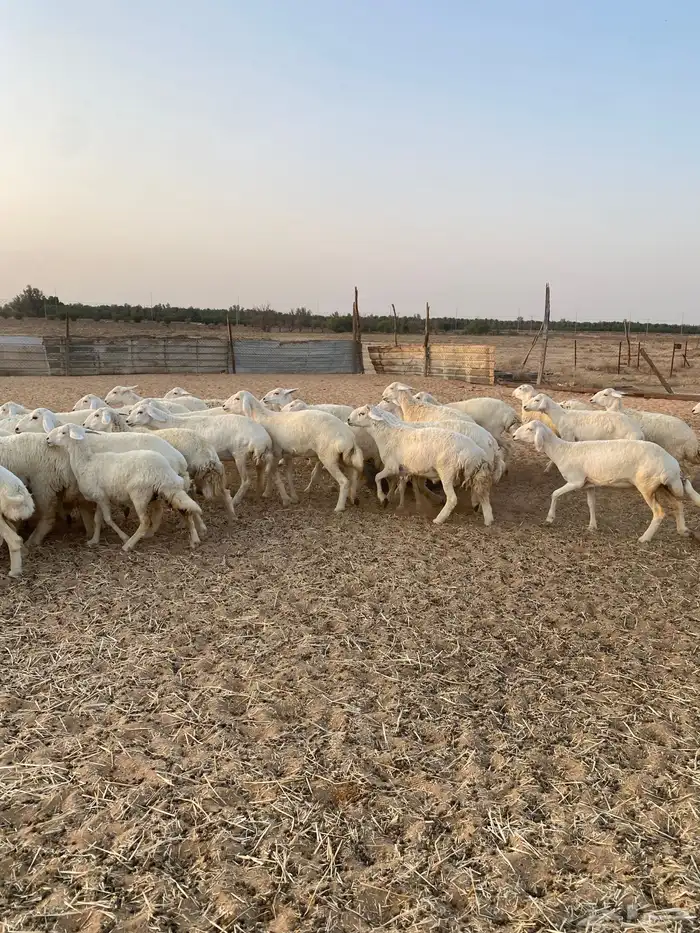 لبيع حريات عدد 55 راس 4