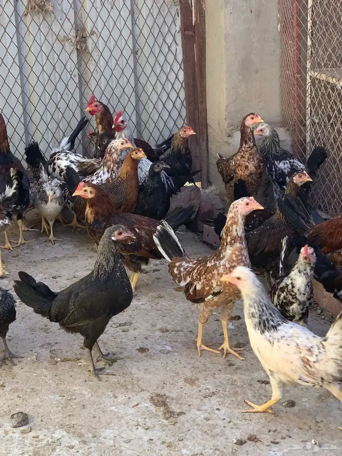 فروخ دجاج بلدي اصيل مشكل( تم البيع ) 9
