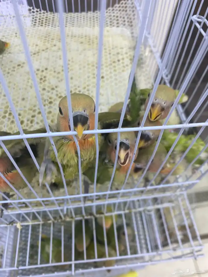 فروخ روز للبيع جملة و قطاعي 1