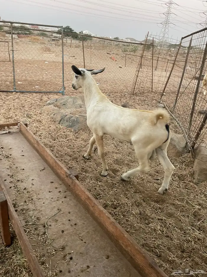 مشروع فحل بيشي 2