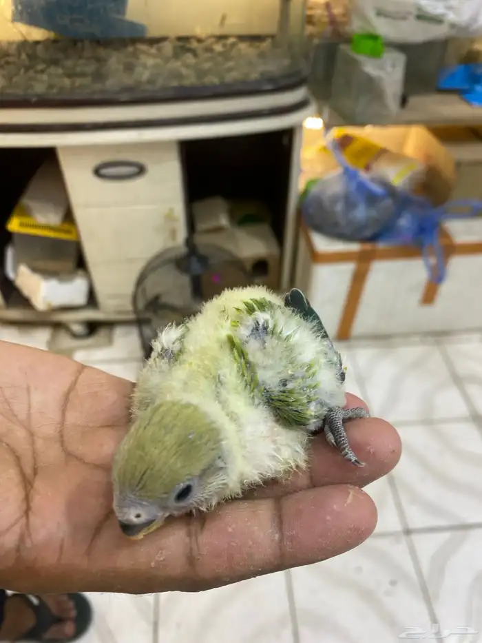 فروخ روز للبيع جملة و قطاعي 0